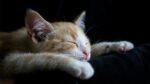 biaya perawatan kucing