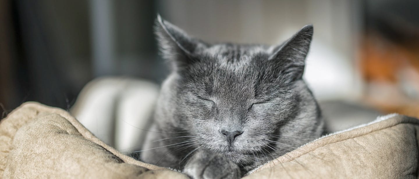 makanan yang berbahaya untuk kucing