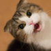 biaya perawatan kucing